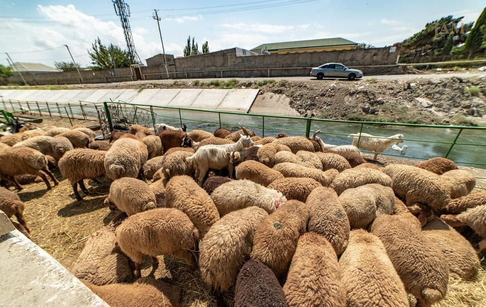 Bayramın ilk günü 20 mindən çox qurbanlıq heyvan satışa çıxarılıb