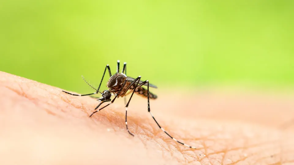 SN: Azərbaycanda ağcaqanadlar vasitəsilə yayılan xəstəliklərlə bağlı epidemioloji vəziyyət sabitdir