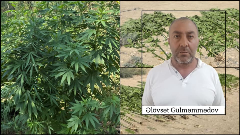 Polis çətənə bitkiləri aşkarlayıb