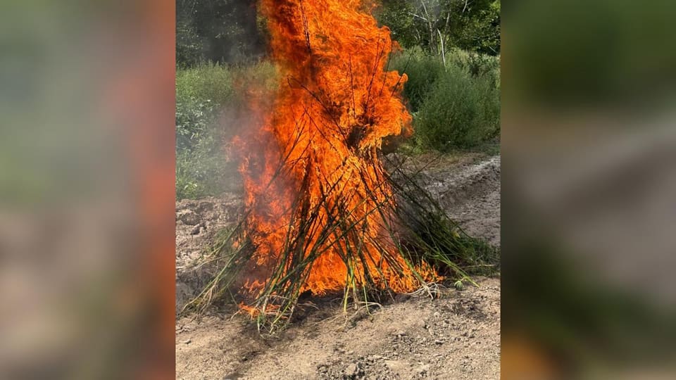 Laçında 1 ton 200 kiloqram çətənə kolu məhv edilib
