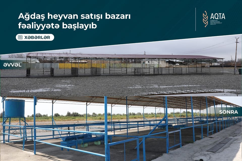 Ağdaş heyvan satışı bazarı fəaliyyətə başlayıb