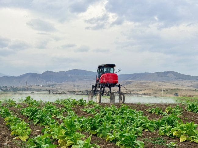 Goranboyda tütün və göyərti sahələrində fitosanitar monitorinqlər aparılıb