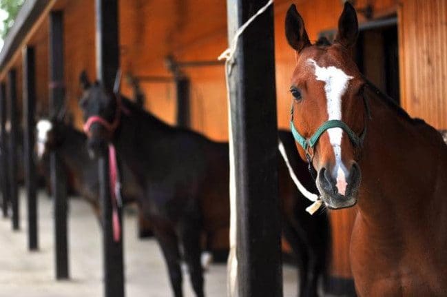 Təkdırnaqlı heyvanlar arasında epizootoloji monitorinqlər keçiriləcək