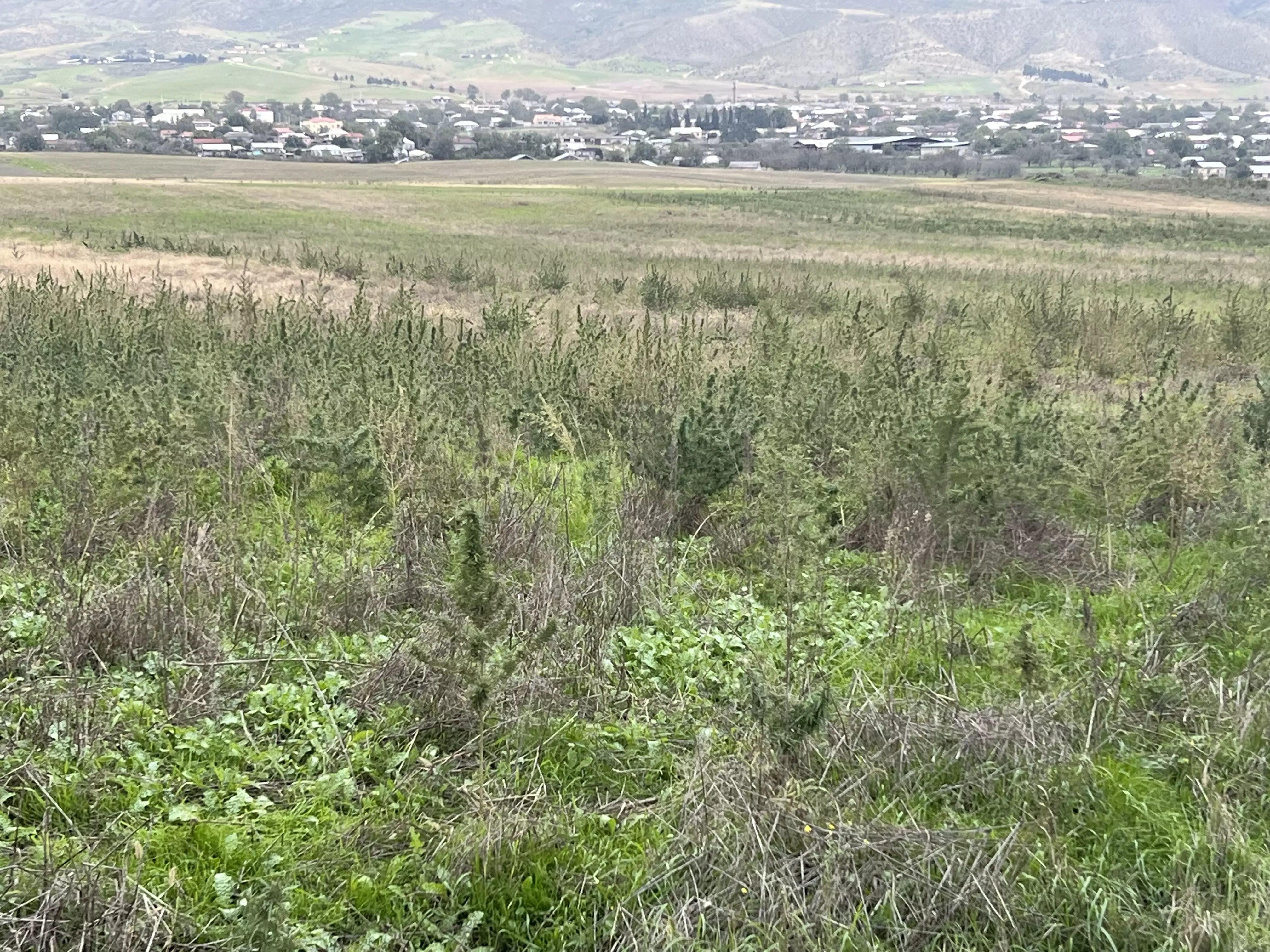 Xocalının daha bir kəndində narkotik plantasiyası aşkarlanıb