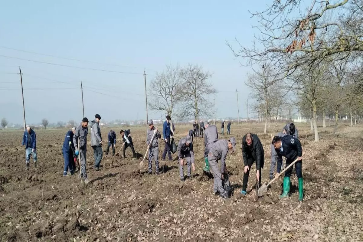 Son iki gündə 30 mindən artıq ağac əkilib