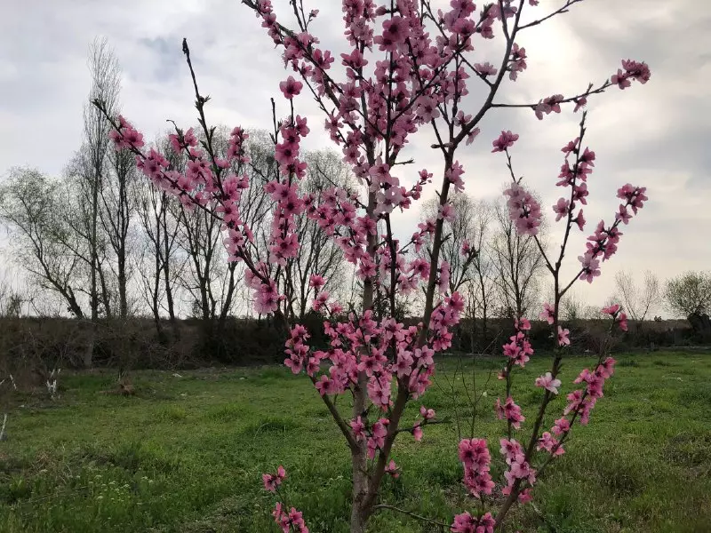 Ölkədə hava şəraitinin necə davam edəcəyi açıqlanıb