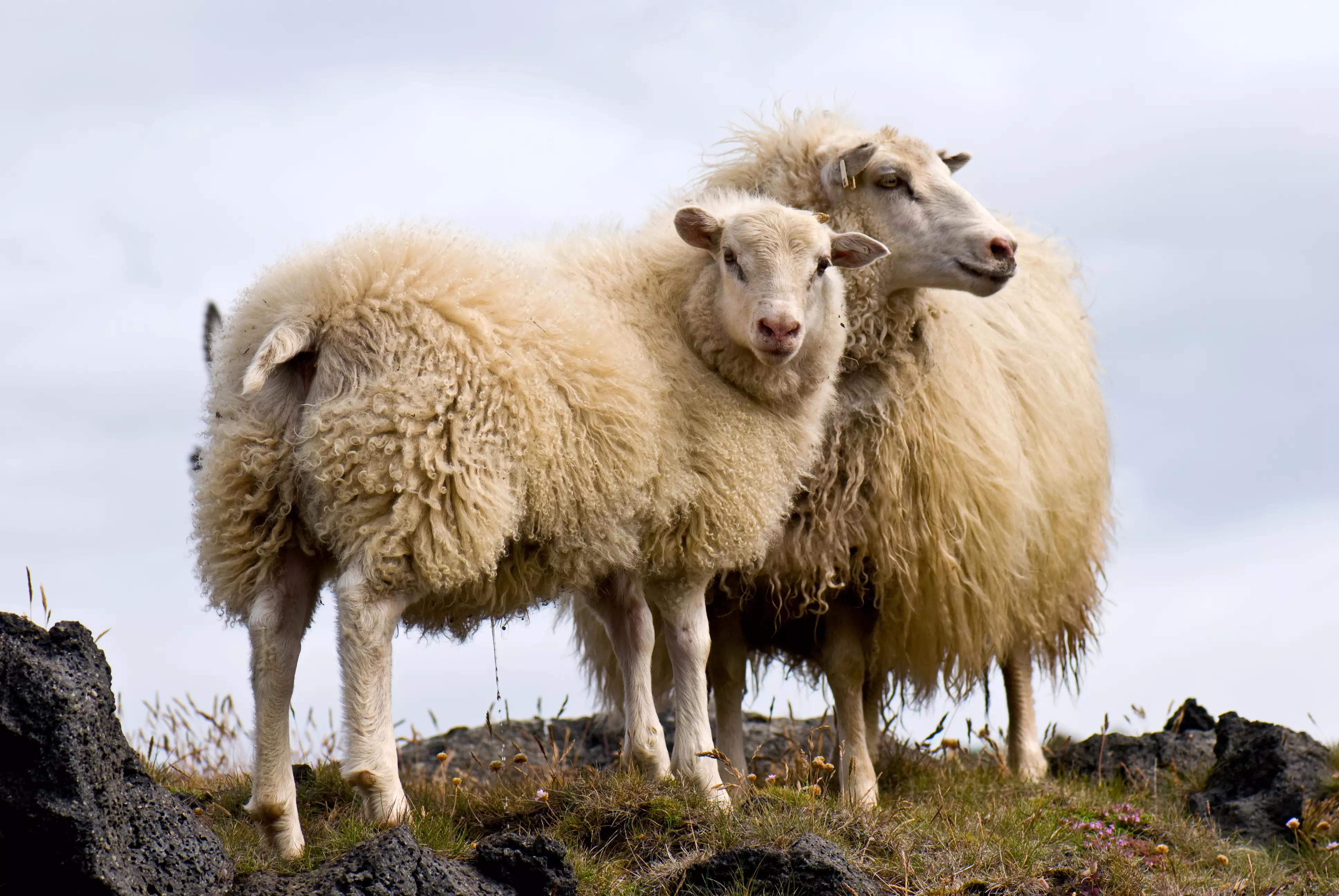 Qurbanlıq quzular neçəyədir?