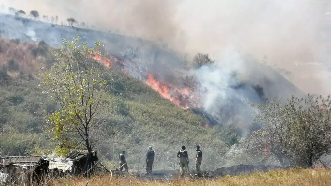 İstanbulda meşəlik ərazidə yanğın baş verib