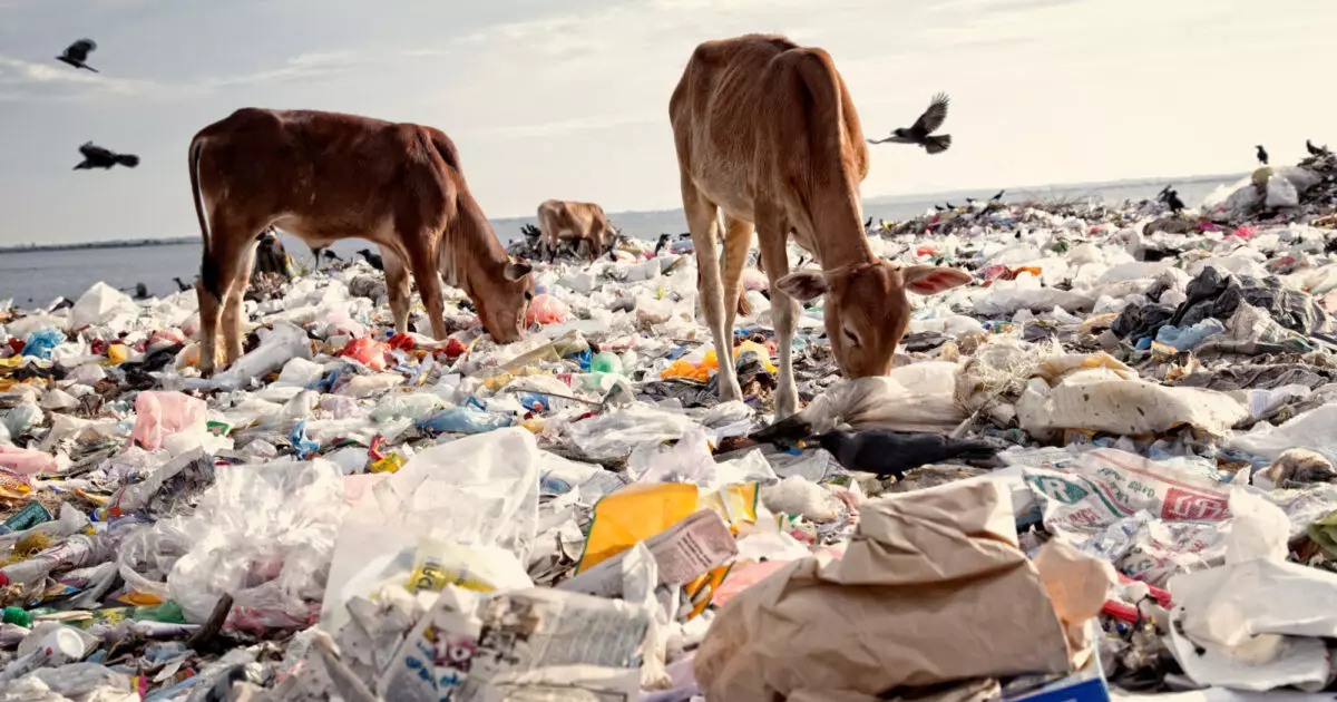 Şri-lankada plastik tullantılarla qidalanan fillərin ölməsindən sonra hökumət hərəkətə keçib