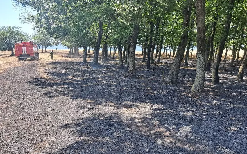 Masallı rayonunda meşədə yanğın baş verib (FOTO)