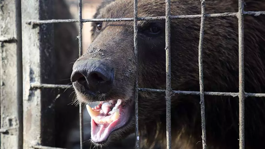 Özbəkistanda ayı zoopark işçisini öldürüb