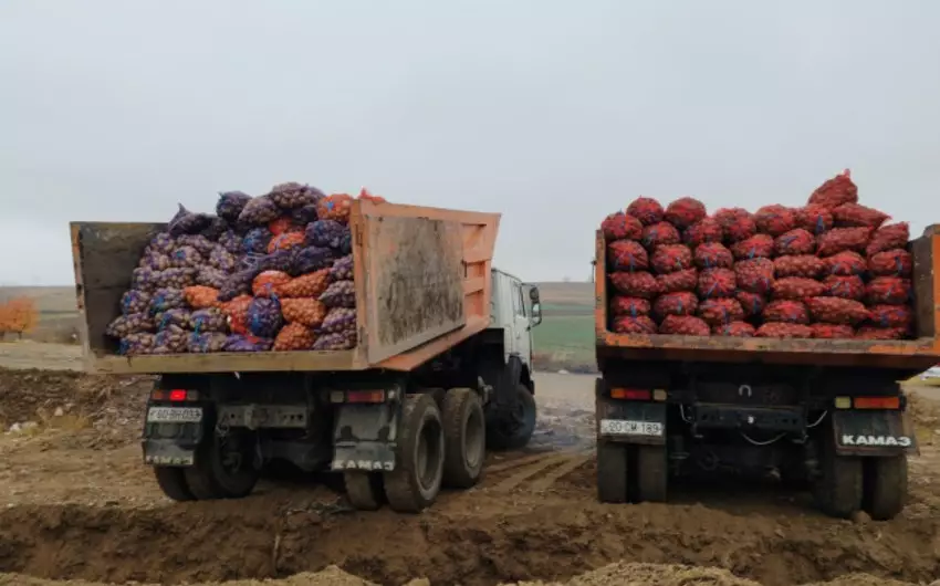 Belarusdan Azərbaycana gətirilən 41 tondan artıq kartofda zərərli maddə aşkarlanıb
