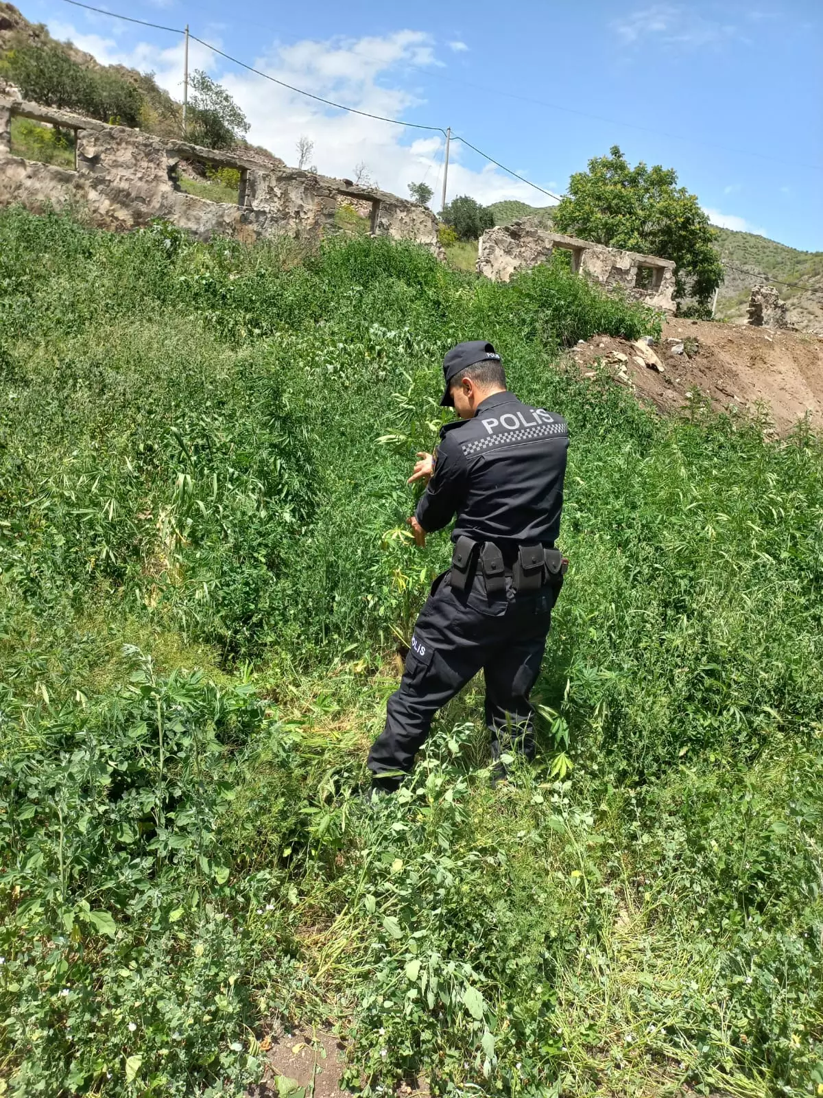 Laçında yabanı halda bitən 1 tona yaxın çətənə kolu məhv edilib