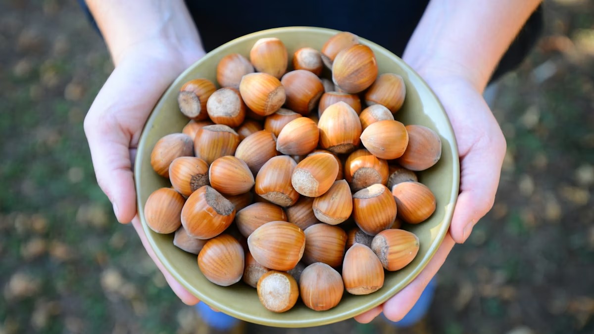 Ölkədən 124,4 milyon dollarlıq meşə fındığı ixrac edilib