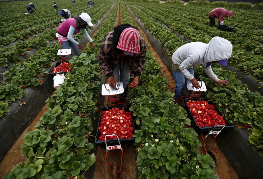 BMT: 1991-ci ildən bəri təbii fəlakətlər kənd təsərrüfatına 3,26 trilyon dollar ziyan vurub