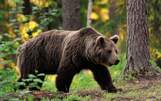 Kəlbəcərdə ayı iki iribuynuzlunu parçalayıb