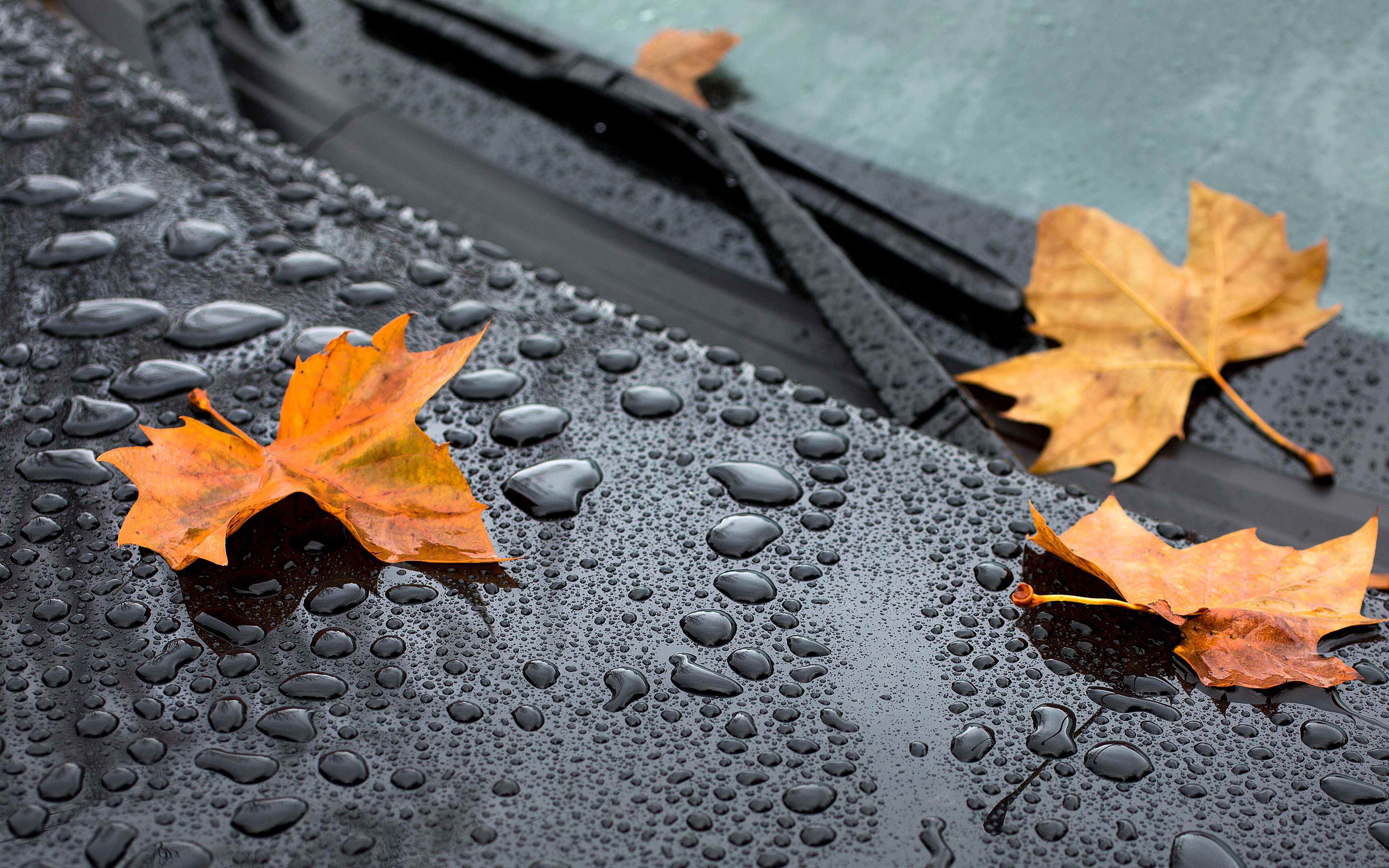 Bazar gününün havası açıqlanıb