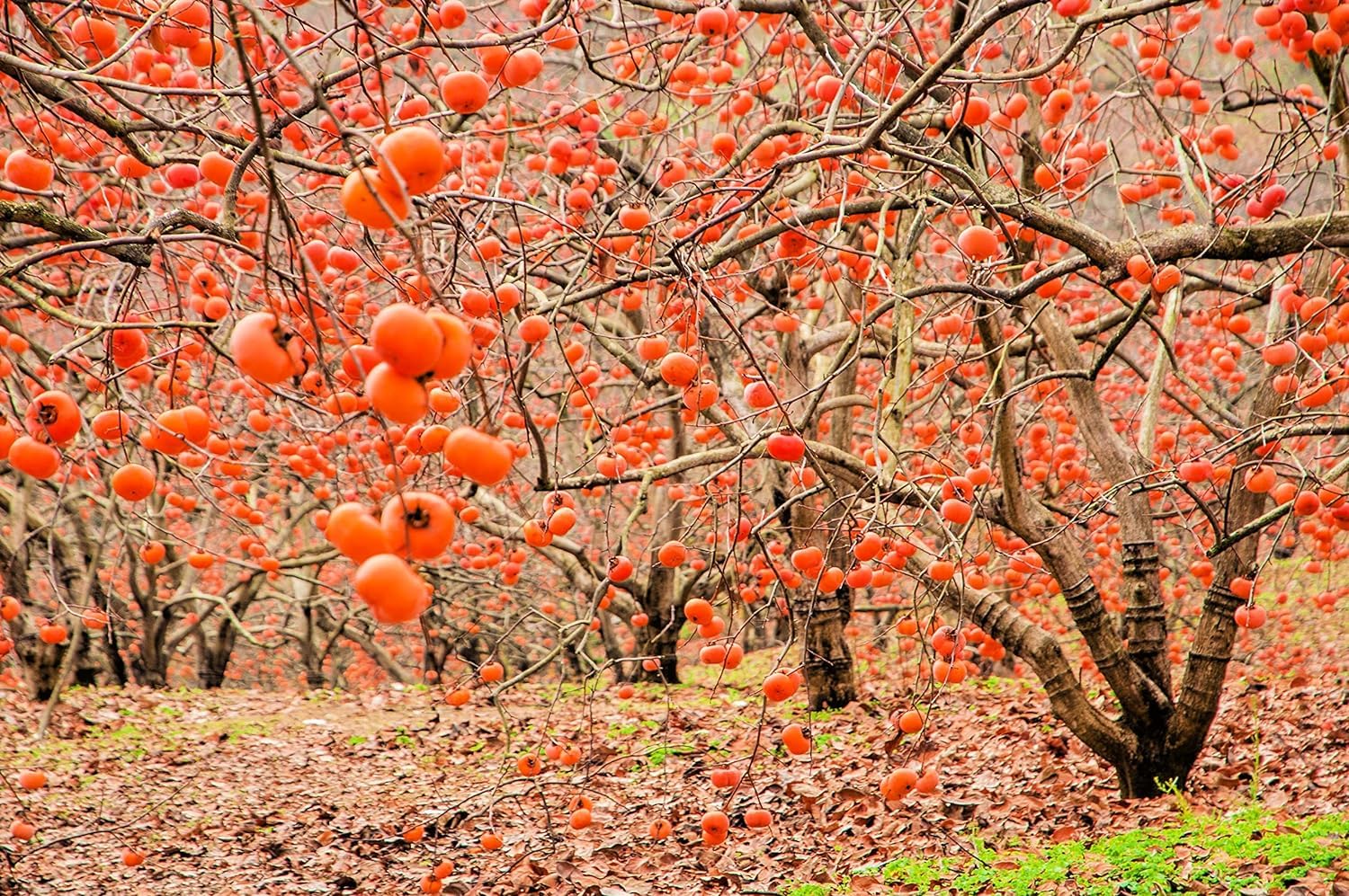 Azərbaycandan 07,7 milyon dollarlıq xurma ixrac edilib