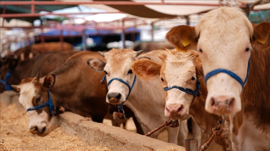 Heyvan bazarlarındakı qadağa nə zaman aradan götürüləcək? - AÇIQLAMA
