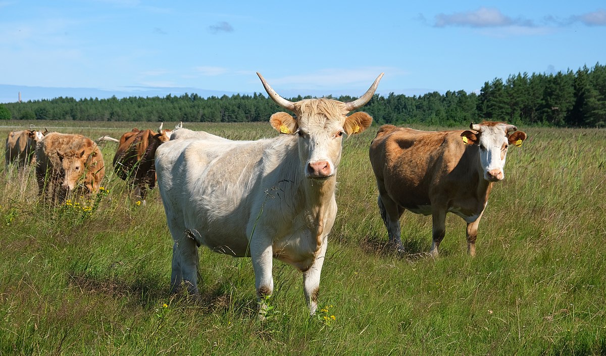 AQTA: Epizootik vəziyyət nəzarətdə saxlanılır