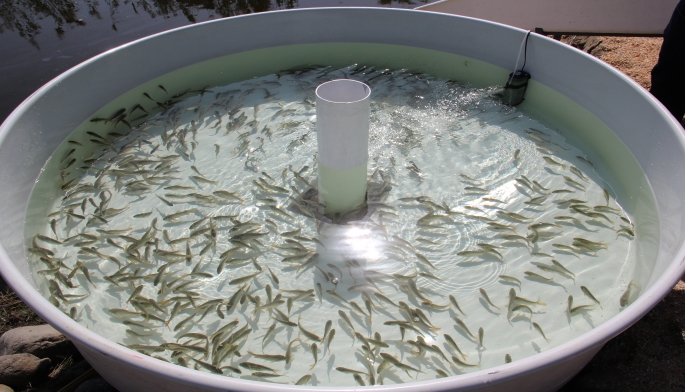 Dəniz Balıqartırma Zavodu MMC-yə çevrilib