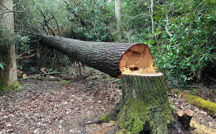 Ağacların qanunsuz kəsilməsi faktı aşkar edilib