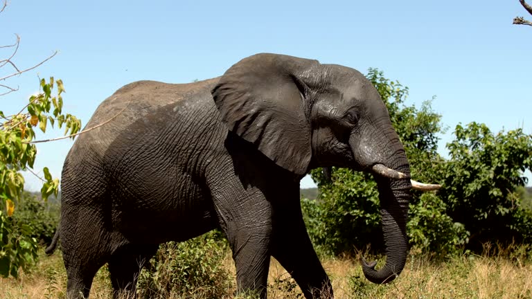 Hindistanda fillər 5 nəfəri öldürüb