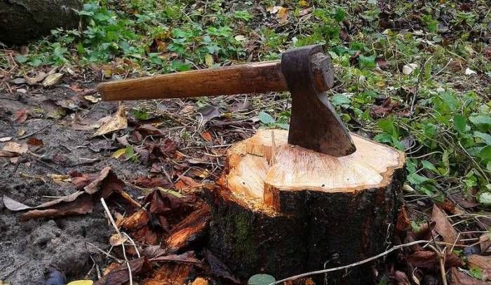 Xətai rayonunda ağacların qanunsuz kəsildiyi müəyyən edilib