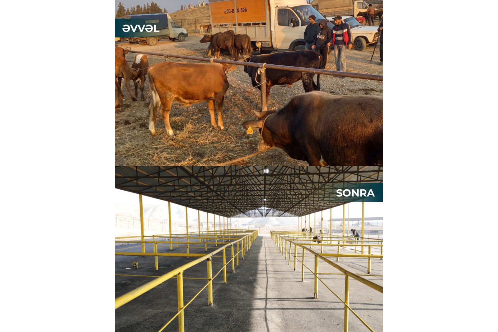 Şamaxı və Göyçay heyvan satışı bazarları istifadəyə verilib