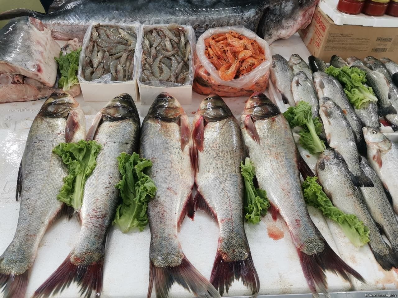 Azərbaycanda farel balıqlarının qiyməti bahalaşıb - SƏBƏB