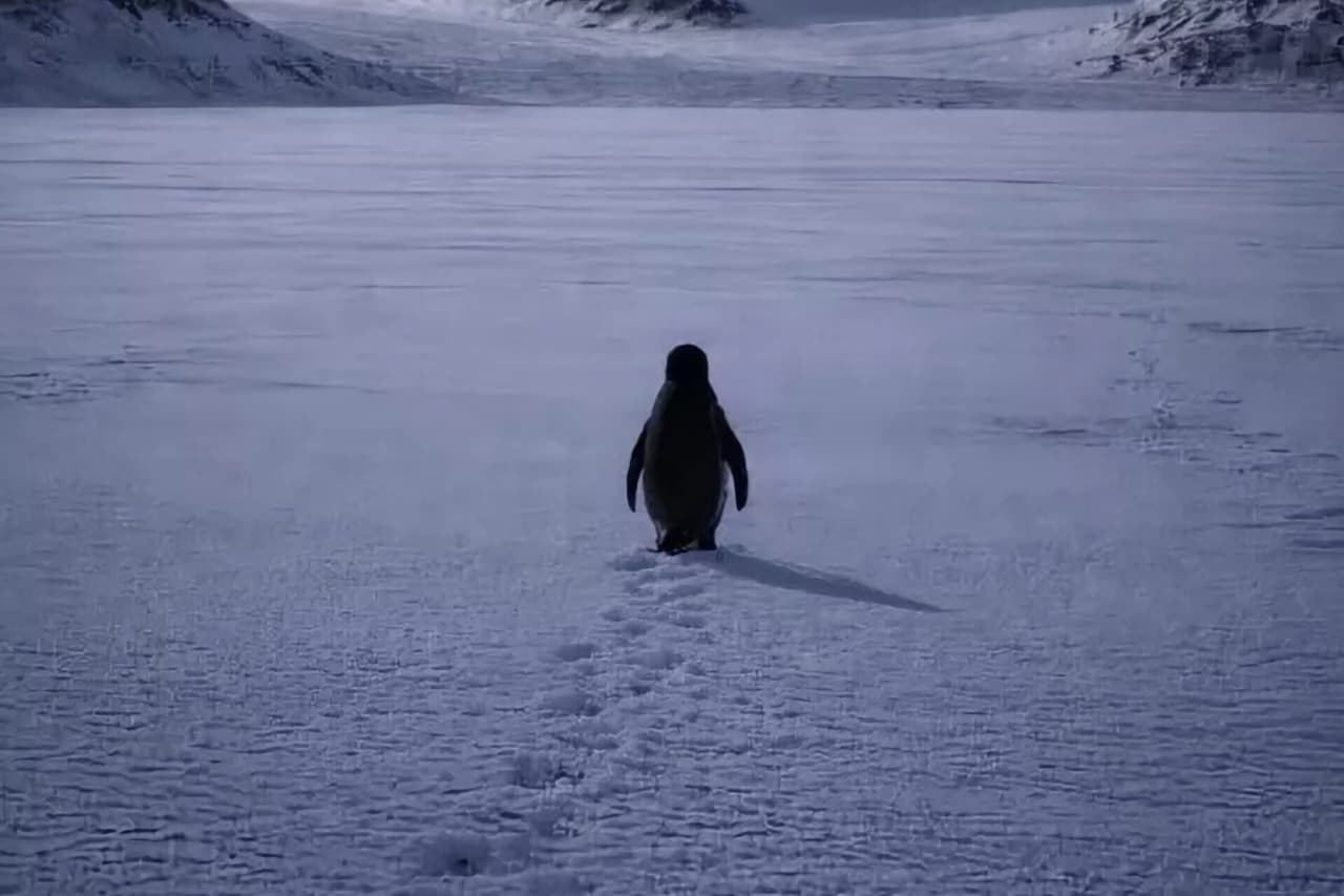 Yalnız gəzən pinqivinin hekayəsi: Sosial şəbəkələrdə viral olan görüntülərin psixoloji səbəbləri