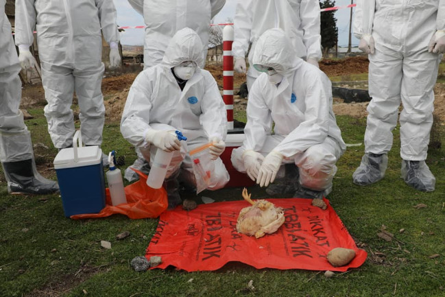 Quş qripi xəstəliyinə qarşı növbəti epizootoloji monitorinqlər keçiriləcək