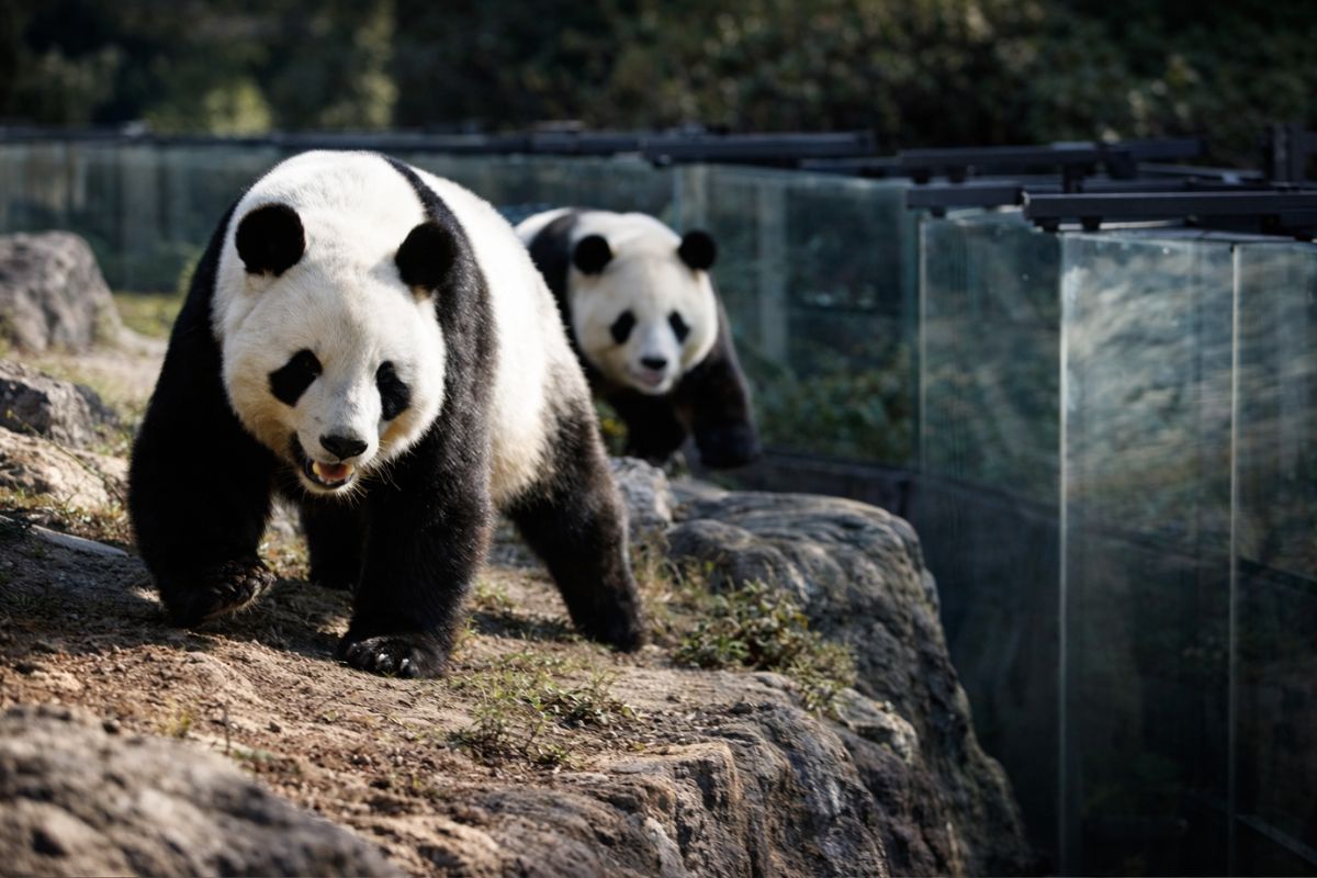 Ueno zooparkında saxlanılan panda əkizləri Çinə qaytarılıb