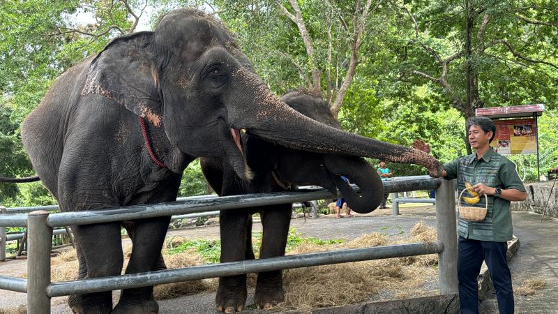 Bali adası turistlər üçün fil gəzintisini rəsmi olaraq qadağan edib