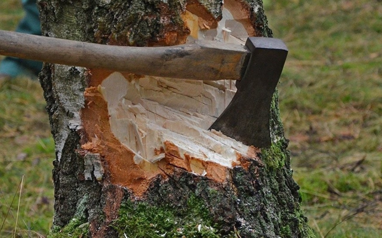 Bakı, Gəncə, Abşeron və İsmayıllıda yaşıllıqların qanunsuz kəsilməsi faktı aşkar edilib