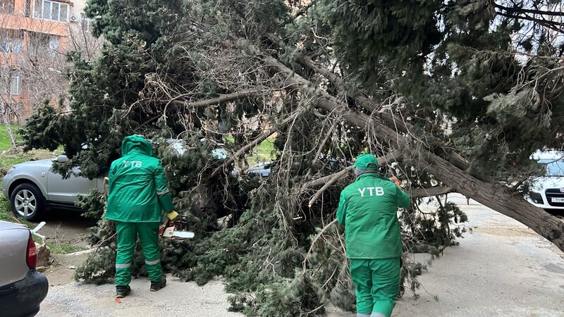 Güclü külək səbəbindən 37 ağac sınıb