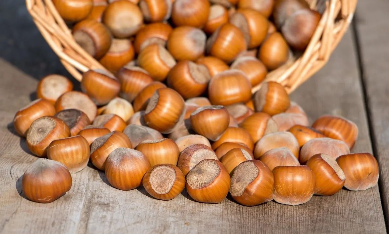 Meşə fındığının ixrac dəyəri artıb