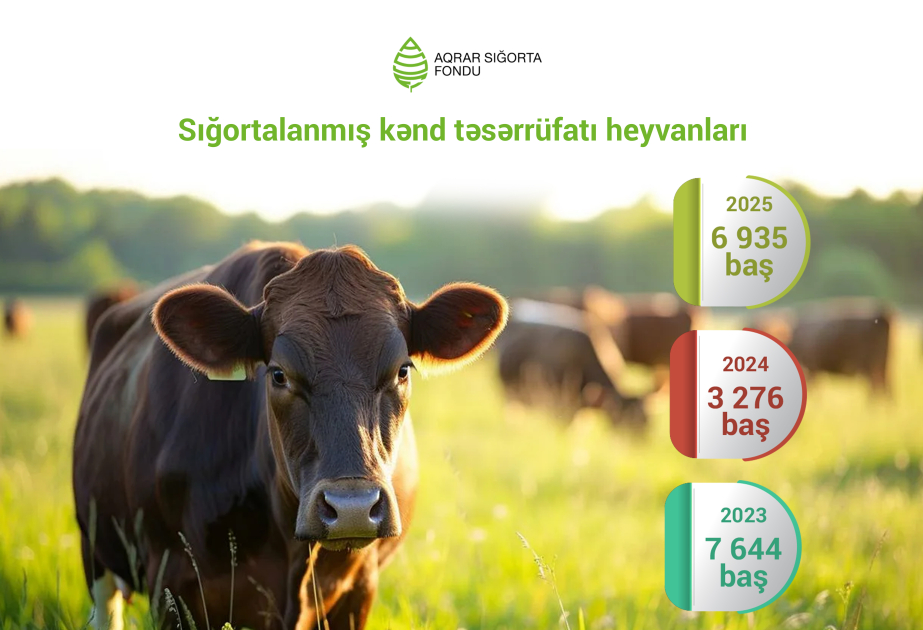 Azərbaycanda sığortalanan kənd təsərrüfatı heyvanlarının sayı 2 dəfə artıb