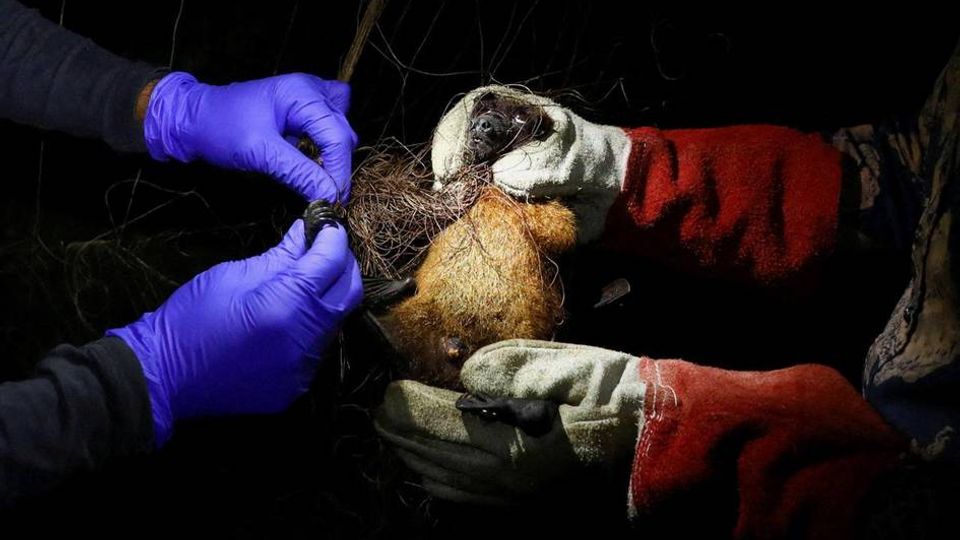 Banqladeşdə Nipah virusundan ölüm halları qeydə alınıb