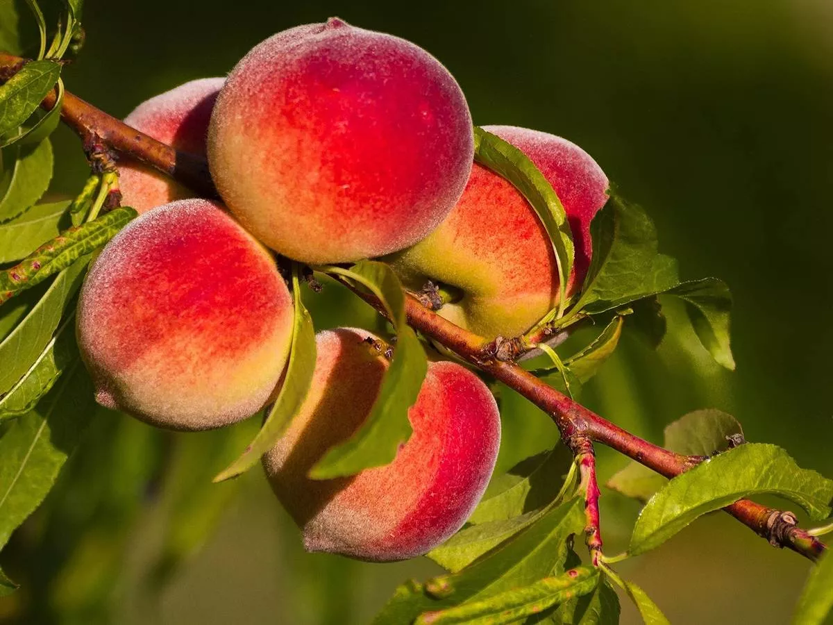 İdxal olunan şaftalı və nektarin tingində şarka virusu aşkarlanıb