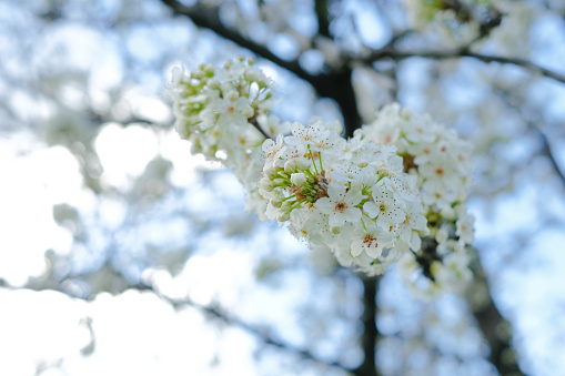 Yaz fəsli Azərbaycana martın 20-si daxil olacaq