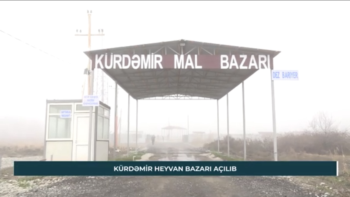 Kürdəmirdə yerləşən heyvan bazarı açılıb - VİDEO