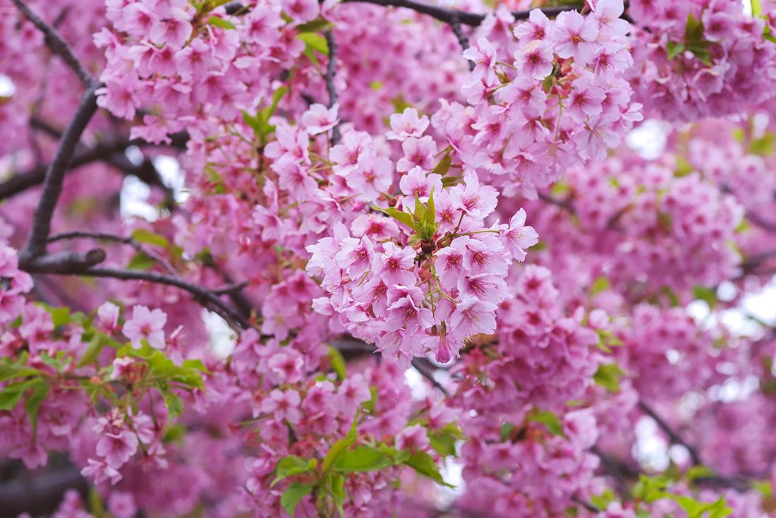 Martda hava necə olacaq? - AYLIQ PROQNOZ