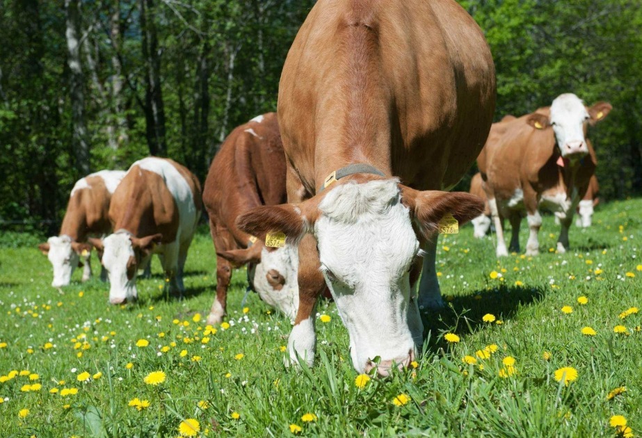 AQTA: Şərqi Zəngəzur və Qarabağda xüsusi baytarlıq statuslu zonalar müəyyən edilib