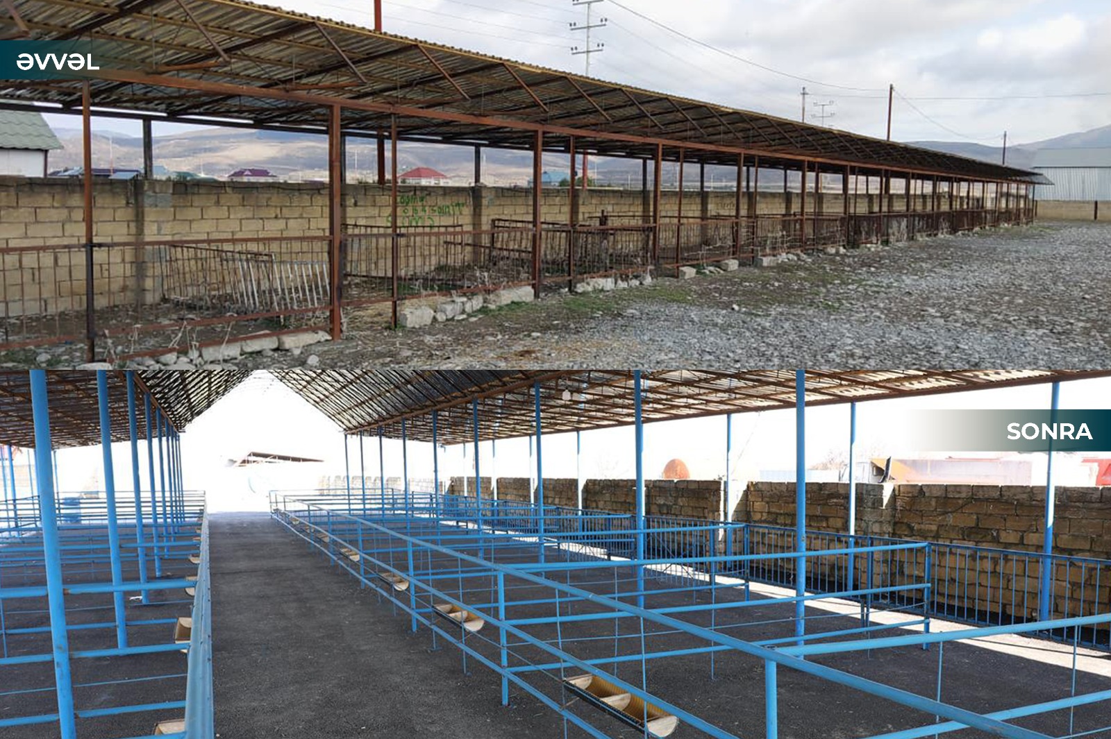 Masallı və Ağsu heyvan bazarları açılıb 