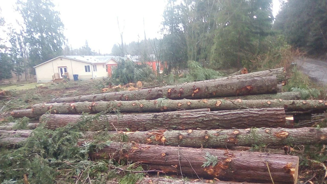 Bakı, Sumqayıt, Qax və Samuxda  yaşıllıqların qanunsuz kəsilməsi faktı aşkarlanıb