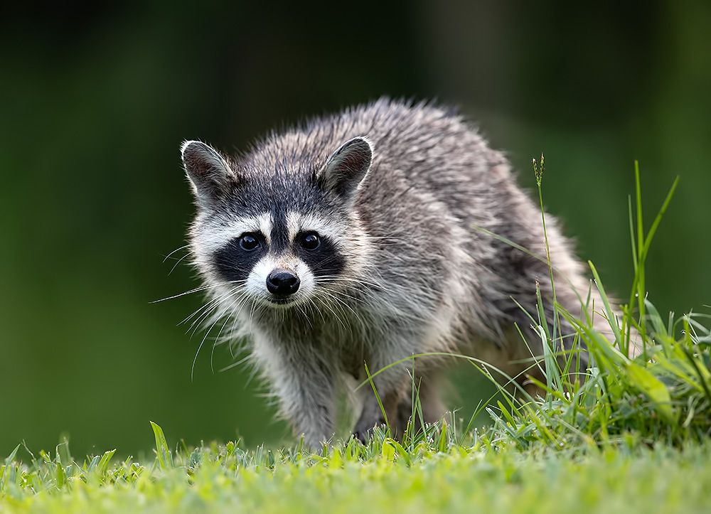 Almaniyada yenotların ovuna görə pul mükafatı verilməsi təklif olunub