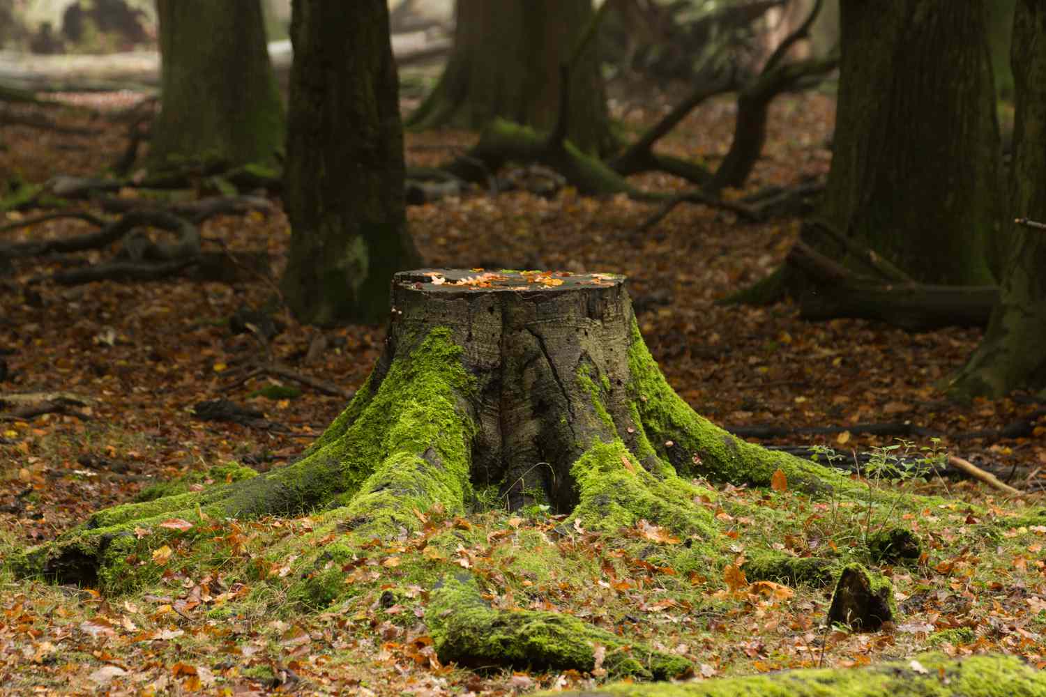 Qanunsuz ağac kəsənlər nə qədər cərimələnə bilər? - MƏBLƏĞ