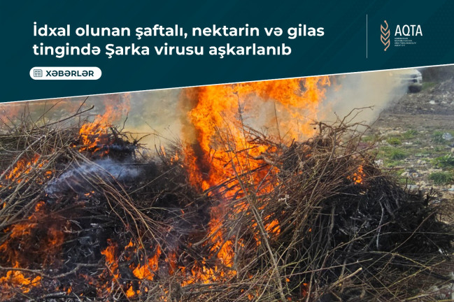İdxal olunan şaftalı, nektarin və gilas tingində Şarka virusu aşkarlanıb