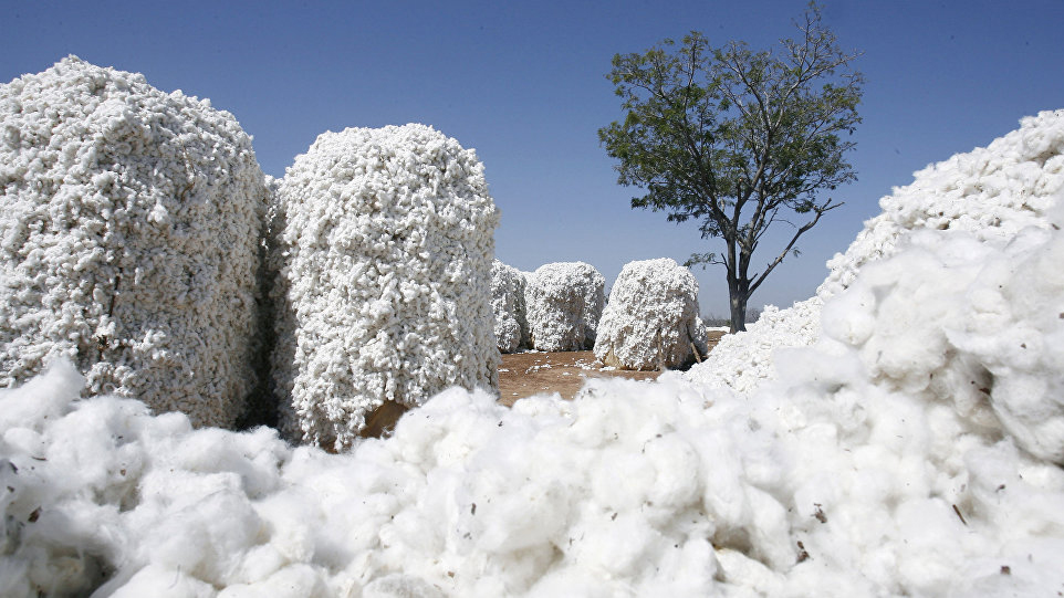 Yanvar-fevral aylarında 32 milyon dollarlıq pambıq lifi ixrac edilib
